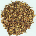 Novas colheitas de boa qualidade Coriander Seeds